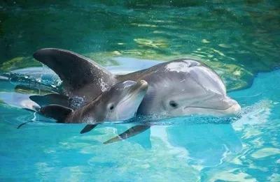 Сколько дельфинов на картинке: сложная задача для гениев - МЕТА