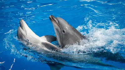 Тест на внимательность: найдите 17 дельфинов на фото - Today.ua