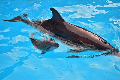 Сколько дельфинов на картинке #хочувреки #хочуврек #рекомендации #рек  #shorts - YouTube