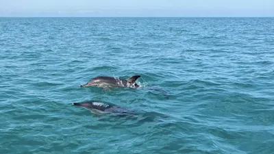 тест картинка про дельфинов｜Поиск в TikTok
