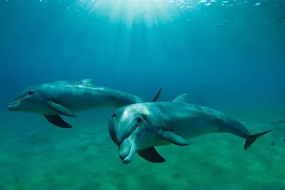 Биологи в Тихом океане обнаружили новый подвид дельфинов - новости Израиля  и мира