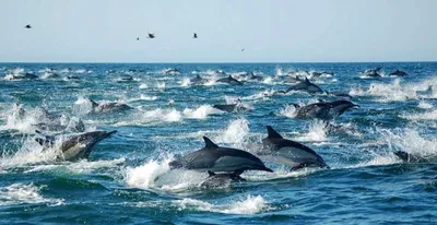 Посчитаем? 😀 Пишите в комментариях, сколько дельфинов удалось найти 👇☺ |  ВКонтакте