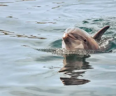 если вы видите на картинке два одинаковых дельфина｜Поиск в TikTok