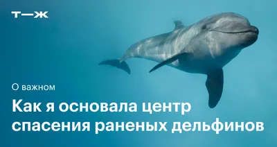 Ответы Mail.ru: Сколько дельфинов Вы насчитали на картинке?