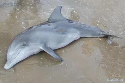 Цифра дня: сколько дельфинов погибло в Черном море во время войны в Украине  - Locals