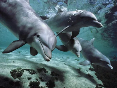 Шоу дельфинов и белых китов «Тайна семи морей»