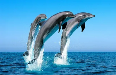 Сколько дельфинов на картинке? #загадка #задача #тест | Instagram