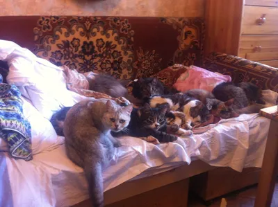 Вопрос первый: сколько кошек на картинке? Вопрос второй: где спать…:  ru_cats — LiveJournal