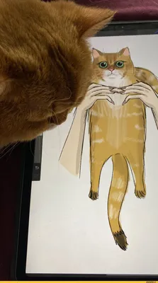 картинки коты | Изображения собак, Милые котики, Иллюстрация кошки