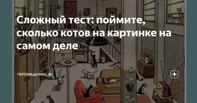 Породы кошек и котов: классификация по типу шерсти, окрасу