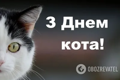 15 ну очень смешных фотографий кошек, которые доведут до слёз кого угодно