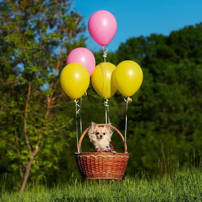 Шары воздушные, шарики воздушные с днем рождения - купить в  интернет-магазине OZON с доставкой по России (618114838)
