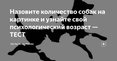 Португальская водяная собака: фото, характер, описание породы