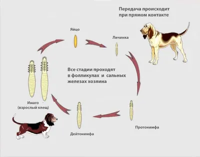 Доказательство того, что собаки любят вас независимо от того, сколько у вас  денег (16 фото) » Невседома - жизнь полна развлечений, Прикольные картинки,  Видео, Юмор, Фотографии, Фото, Эротика. Развлекательный ресурс. Развлечение  на каждый день