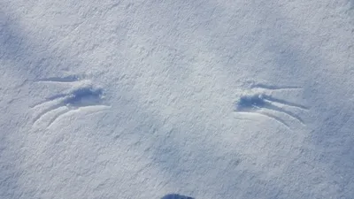 Следы на снегу птицы и кошки. Стоковое Изображение - изображение  насчитывающей пуща, усилие: 179772965
