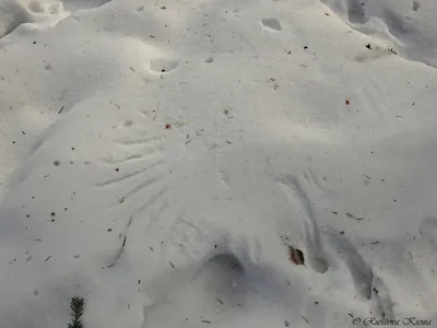 Картинки следы птиц на снегу (61 фото) » Картинки и статусы про окружающий  мир вокруг