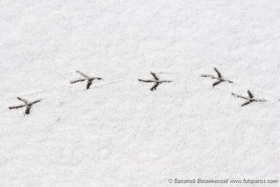 Следы на снегу животных рисунок для детей (49 фото) » рисунки для срисовки  на Газ-квас.ком
