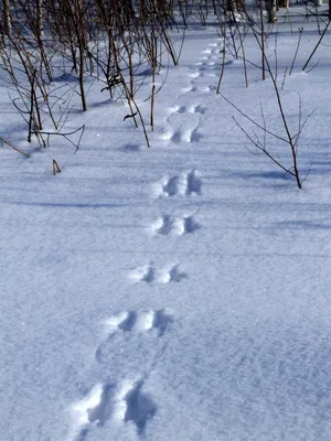 Следы на снегу: как считают зверей в заповеднике - Зима - info.sibnet.ru