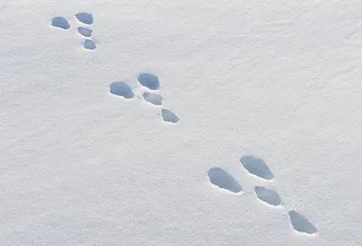 Следы птиц на снегу крупным планом | Премиум Фото