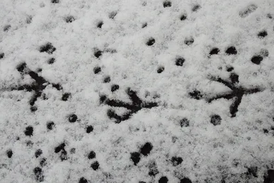 Картинки птичьи следы на снегу для детей (57 фото) » Картинки и статусы про  окружающий мир вокруг