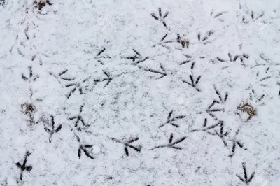 Тест: угадай животное по его следу на снегу | 03.03.2023 | Якутск -  БезФормата