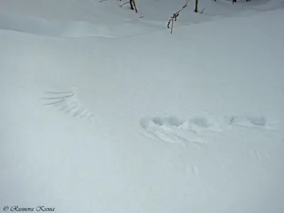 Следы птиц в снегу. Следы принадлежат голубю. Голодные птицы в снег в  поисках еды Стоковое Изображение - изображение насчитывающей декабрь,  заморозок: 212971385