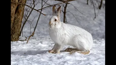 Как читать следы зайца на снегу: фото и видео