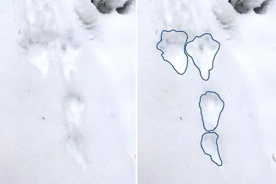 следы рыси и зайца на снегу Стоковое Изображение - изображение  насчитывающей снежок, снаружи: 225946193