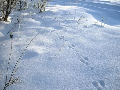 Следы зайца на снежке стоковое фото. изображение насчитывающей картина -  28537654