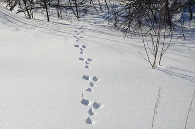 Следы зайца на снегу отпечатки лап лесного зайца на ровной поверхности снега  зимой | Премиум Фото