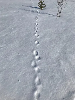 Рисунок следы на снегу зайца (много фото) - drawpics.ru