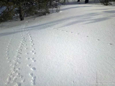 Следы зайца на снегу рассвет 4k, …» — создано в Шедевруме