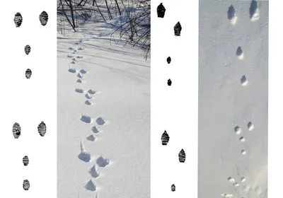 В Нижне-Свирском заповеднике рассказали, как определить следы зайца на снегу  | Online47.ru