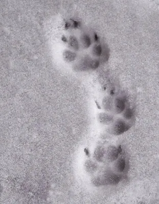 следы животных в снегу зимой. Стоковое Изображение - изображение  насчитывающей нога, путь: 235015085