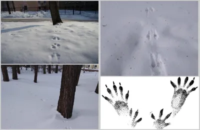 Следы зверей на снегу - какие животные зимой в лесу бродят | Природа и  экология | annie_wild_life | Дзен