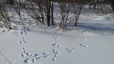 Следы животных на снегу | Flashcards