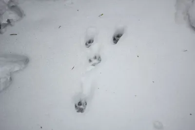 следы животных на снегу на тропинке в лесу, картина следы оленя на снегу,  снег, зима фон картинки и Фото для бесплатной загрузки