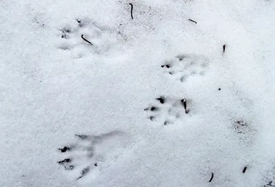 Здесь были белка и заяц: как определить животное по отпечаткам лап на снегу  / Новости города / Сайт Москвы