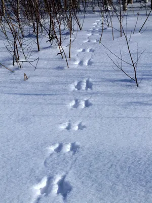 следы выдры в снежном пейзаже, следы животных на снегу, мышиные следы, Hd  фотография фото фон картинки и Фото для бесплатной загрузки