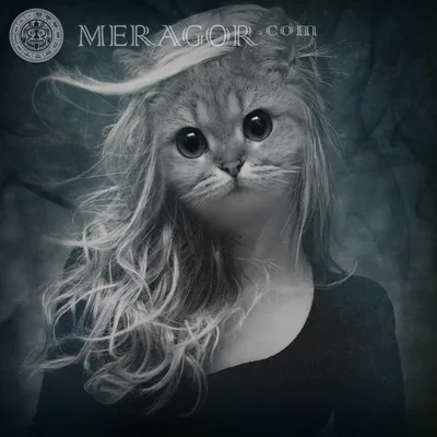 MERAGOR | Девушка кошка на аву скачать