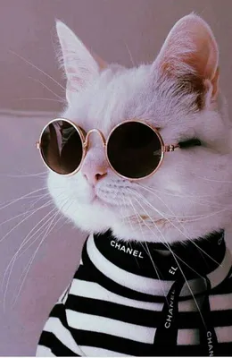 ЧСВ 😎 | Cute animals, Cute cats, Pitbull wallpaper