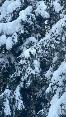 Обои на телефон: Снегопад, Снег, Природа, Зима, 105177 скачать картинку  бесплатно.
