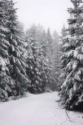 Фотографии фонари зимние Природа снегу Свечи Ветки 600x800