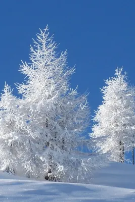 В декабре туляки чаще всего жаловались Губернатору на неубранный снег и  гололед - Новости Тулы и области - 1tulatv