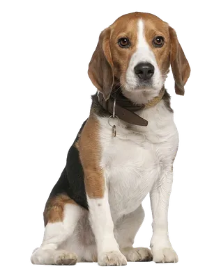 Наклейка на детскую собаку ротвейлера на изолированном прозрачном фоне png  logo generative ai | Премиум Фото