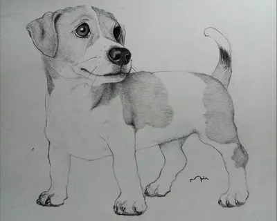 Мультяшный пес с длинными ушами - 61 фото