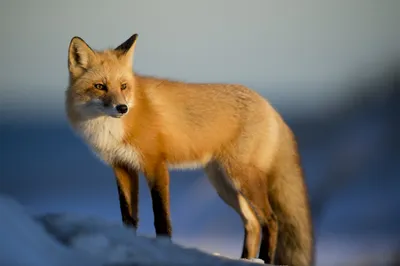 Sweetie Fox на фото: Пленительная красота в объективе