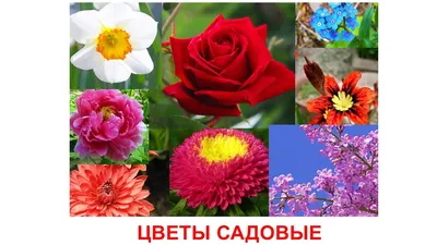 Демонстрационные картинки «Цветы полевые» - купить в интернет магазине