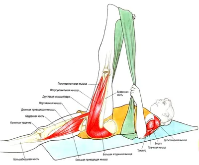 Что Вы тянете на самом деле: растяжка мышц в картинках | Сквош Школа