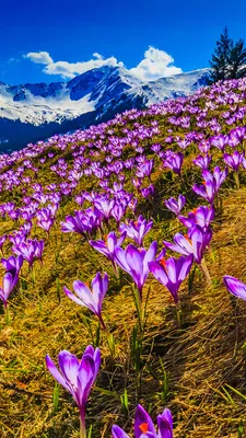 Картинка Горы весенние Шафран Пейзаж цветок 1080x1920